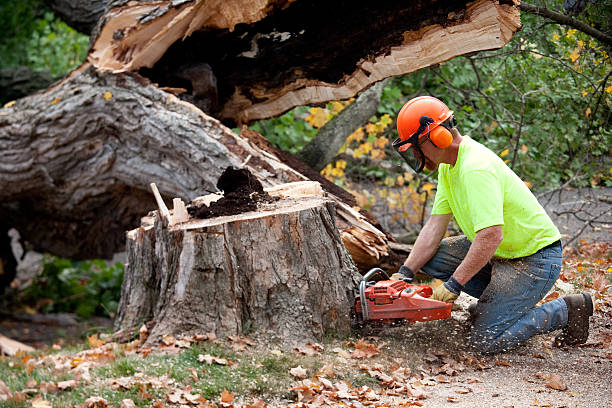 The Steps Involved in Our Tree Care Process in Clayton, NC